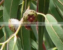 Eucalyptus Oil.