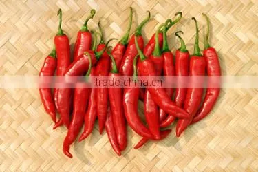 Fresh Chilli- Good Quality Spices for Cooking photo-4