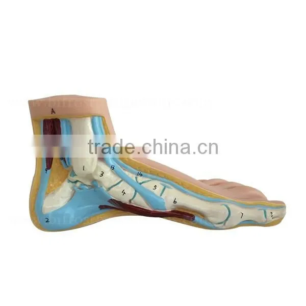 Biological Teaching Aids Education Silicone Foot Model photo-3