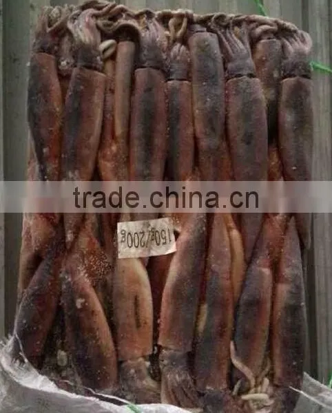 Frozen Illex Squid photo-6