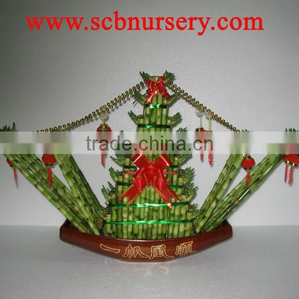 Lucky Bamboo Dracaena Sanderiana Boat