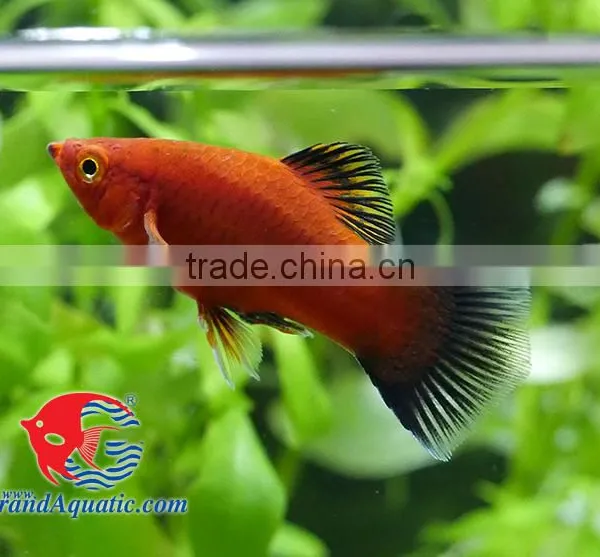 Red Wagtail Platy Bleeding Farm and Export From Thailand photo-5