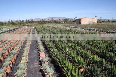 Agave Horrida V. "Perotensis Limon" in 8 Liters Pot photo-2
