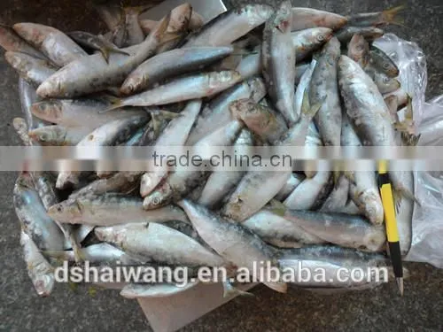 Frozen Sardine Fish Whole Round in Good Quality photo-3