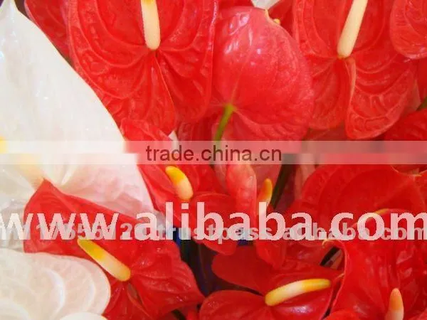 FRESH FLOWER Anthurium
