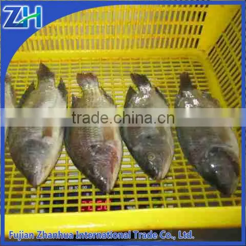 Frozen Tilapia Fish Whole Round
