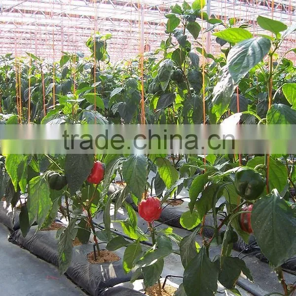 Vegetable-growing Greenhouse