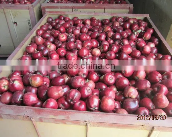 Export Huaniu Apple Company photo-3
