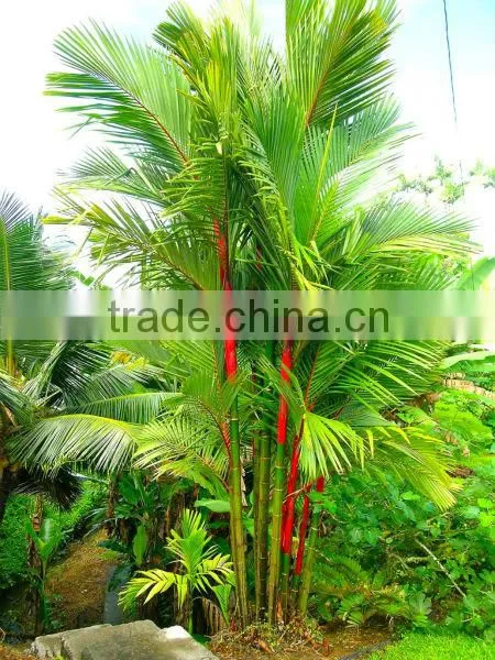 Lipstick Palm Seeds, Red Sealing Wax Palm Seeds, Cyrtostachys Renda Seeds photo-2
