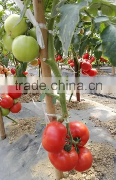 2016 New Hybrid Tomato Seeds for Growing-TianFu360 photo-2