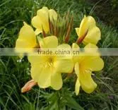 Cold Pressed Organic Evening Primrose Oil photo-3