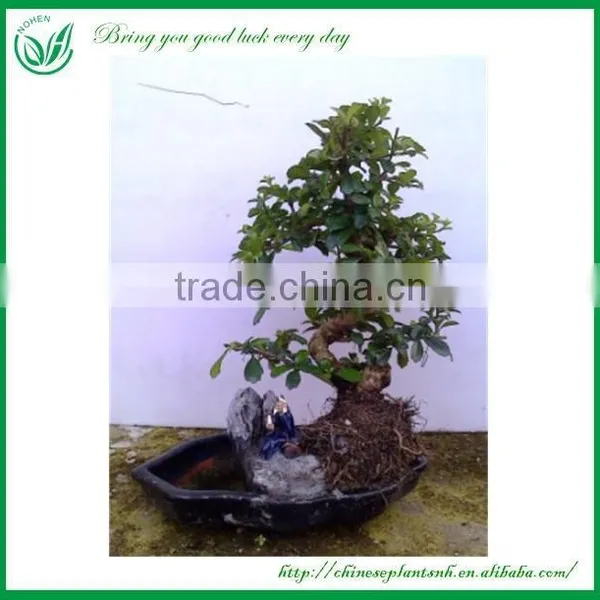 Bonsai Tree In Bonsai photo-2