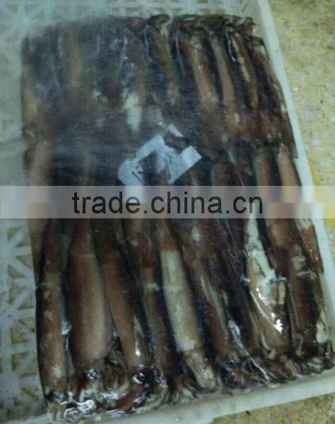 Under 150g Frozen Illex Squid for Sale photo-2