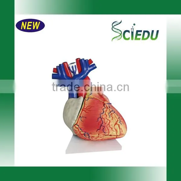 ISO Certificate Teaching Usage Human Heart Anatomical Model photo-3