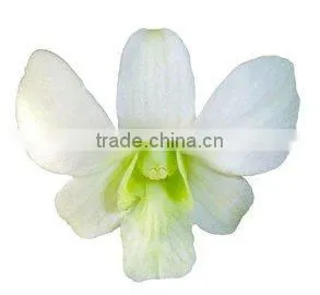 D-002 : DENDROBIUM WHITE ORCHID