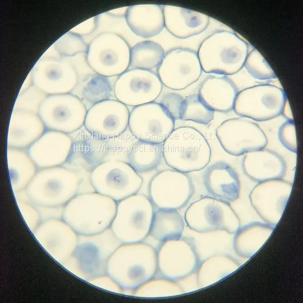 Lab and Medical Pathology Histology Microscope Slides photo-5