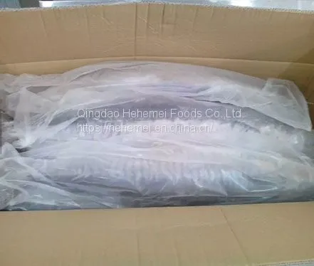 Frozen Spanish Mackerel Fish BQF Wholesale photo-2