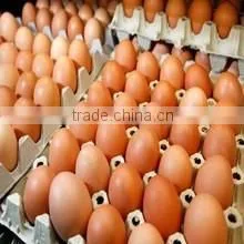 Molded Pulp Egg Package Trays for Sale photo-3