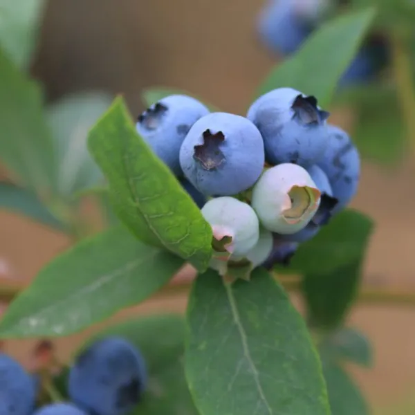 L29 Blueberry Seedlings Blueberry Saplings