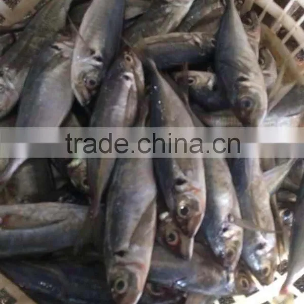 Mid Size Sea Frozen Horse Mackerel photo-3