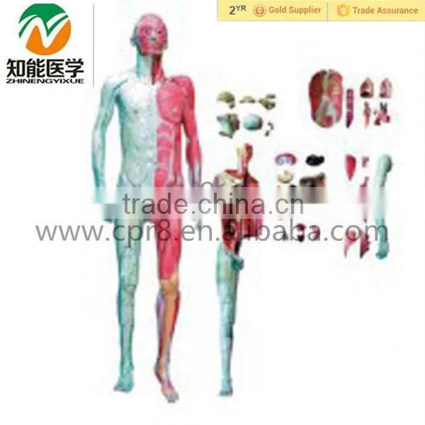 Full-body Human Anatomical Model With Organs