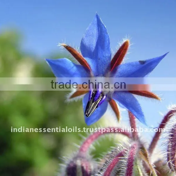 Indian Borage Oil