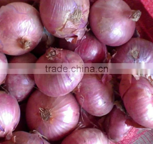 Chinese Baby Onion at Yellow Onion Price photo-2