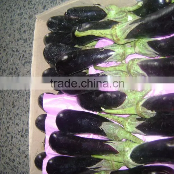Eggplant photo-2