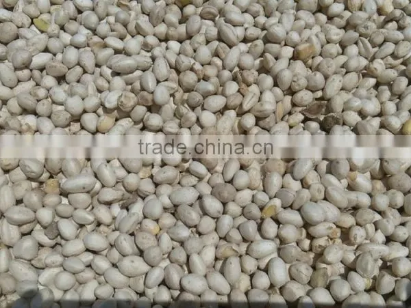 MORINGA SEED KERNEL photo-2