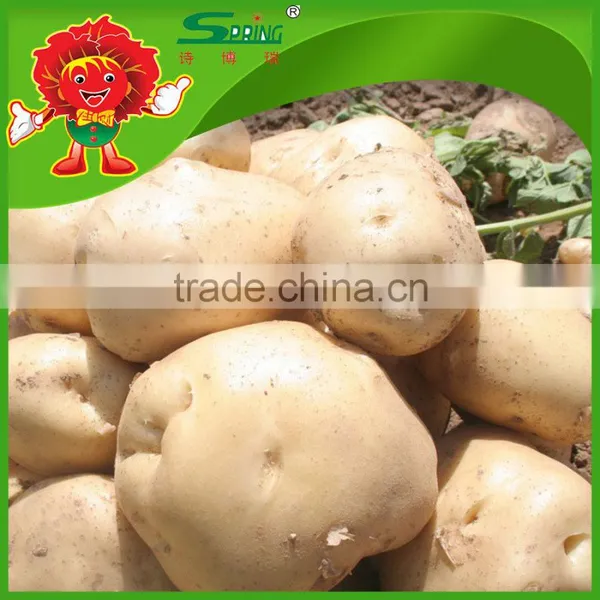 All Year Round Yellow Potato Fresh Purple Sweet Potato photo-2