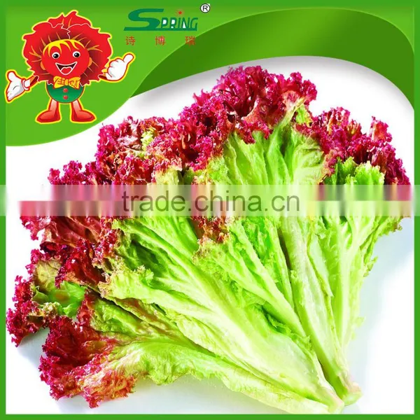 Free of Contamination Hotbed Red Leaf Lettuce photo-3