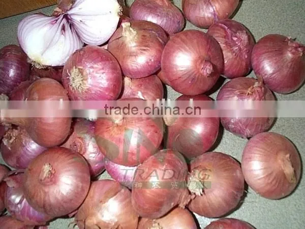 Red Onion photo-2