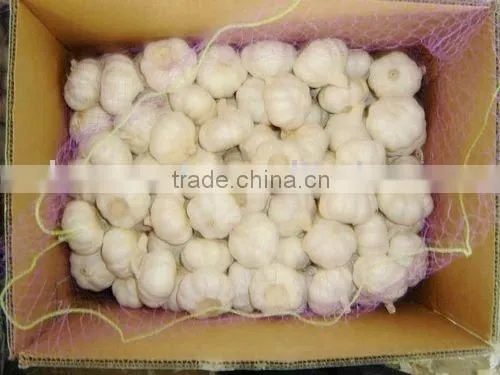 Pure White Garlic