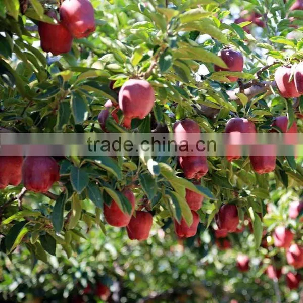 Pome Fruit Product Type and Fresh Style Red Delicious Apple Fresh Huaniu Apple photo-5