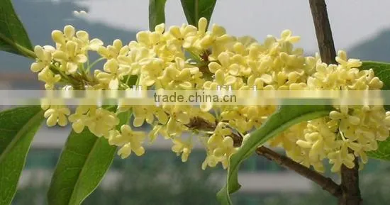 Sweet Osmanthus Sweet Olive Tea Olive Fragrant Olive Seeds for Growing Beautiful Flower Trees photo-4