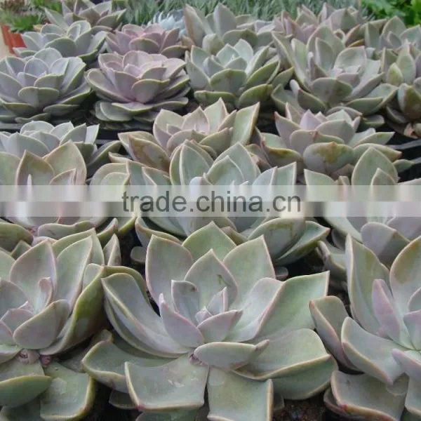 Succulent Plants photo-2