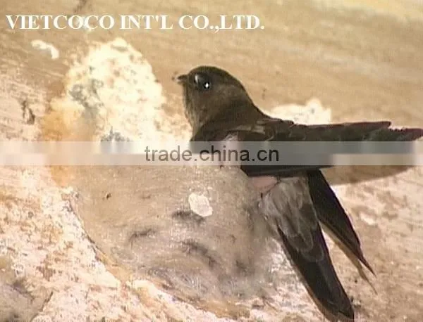 BIRD NEST photo-4