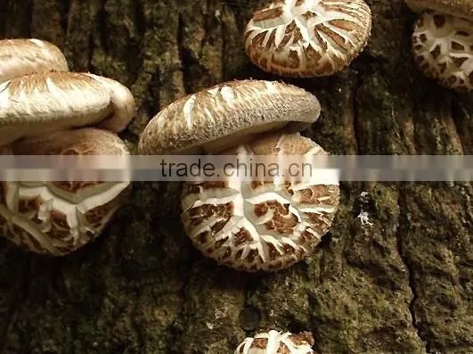 Hot Sale Log White Flower Mushroom photo-3