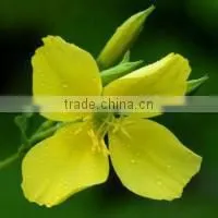 NSF High Quality Pressed Evening Primrose Oil Vegetable Oil photo-2