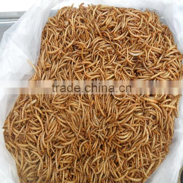 Feed For Bird & Fish Freeze Dried Mealworms;yellow Mealworms photo-4