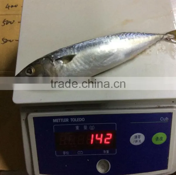 Cheap Frozen Pacific Mackerel photo-6