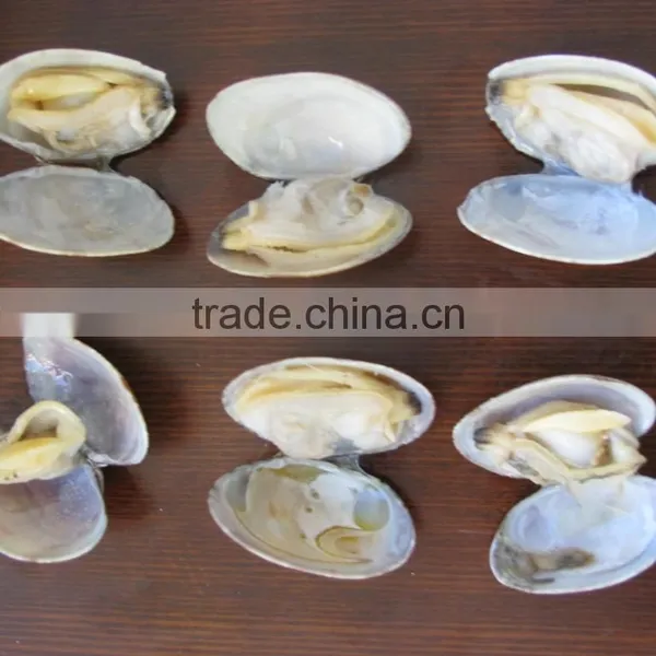 Frozen V-packed Short Necked Clam photo-4