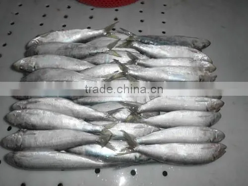 Land Frozen Sardine for Bait Hot Sale photo-3