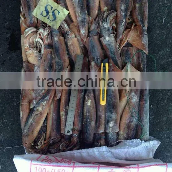 Whole Illex Squid Frozen photo-2