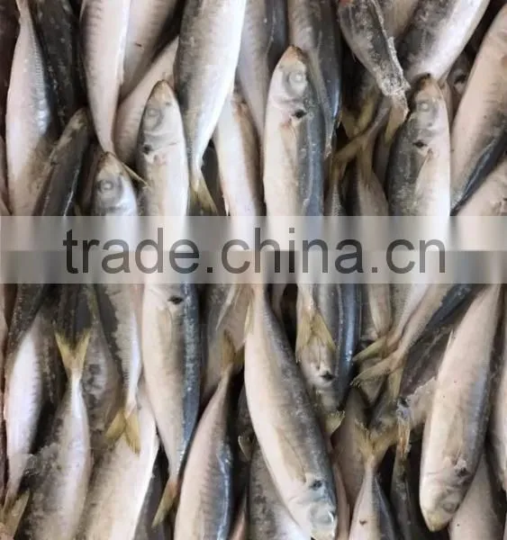 BQF Frozen Horse Mackerel/round Scad photo-2