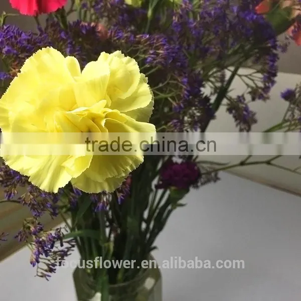 the Best Quanlity Fresh Cut Carnation Natural Flowers to Workmates photo-3