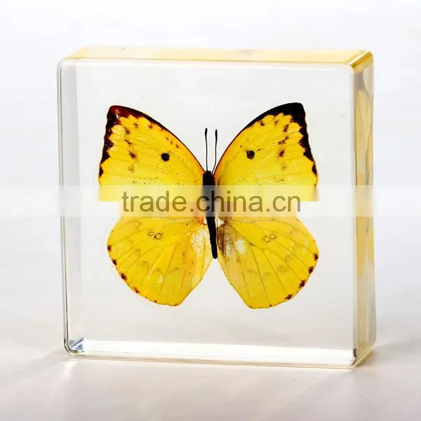 2016 New Style Wholesale Paperweight With Real Butterfly photo-2