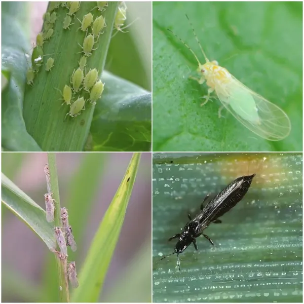 Wholesale PriceInsecticide Acetamiprid 98%TC Agrochemicals photo-2