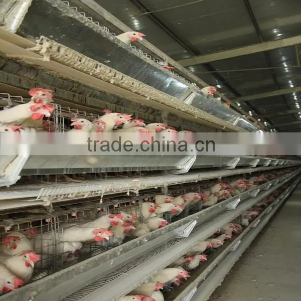 Different Types Steel Layer Chicken Cages for Sale photo-2