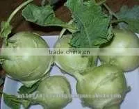 Fresh Indian Vegetables Exporter photo-6
